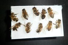 USA Bees FRESH 12 REAL Honeybee's DRYED SPECIMEN INSECT TAXIDERMY *  picture