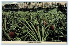c1910 Palm Beach County Fruits Pineapple Field Florida Vintage Antique Postcard picture