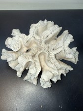 Large Natural White Coral Specimen Ruffled Lettuce Reef Beach Decor 8x7x3.5 34oz picture