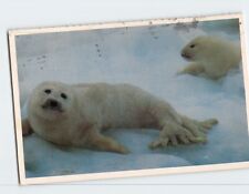 Postcard Whitecoat seals on ice Twillingate Canada picture