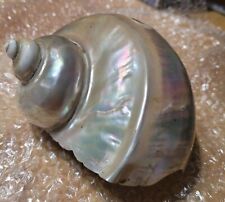 Large Vintage Rare Pearl Turbo Iridescent Seashell Marmoratus 6” Mother Of Pearl picture