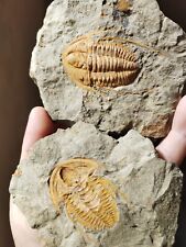 2.5inch Hamtolenus Vincenti Trilobite Cambrian Trilobite from Morocco picture