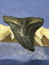 FOSSILIZED HEMIPRISTIS SHARK TOOTH ( Upper ) ..7/8 Inch From The Peace River  picture