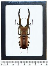 Cyclommatus metallifer stag beetle Indonesia framed picture