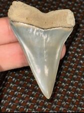 Killer Large Lee Creek Hastalis (Mako) Fossil Shark Tooth Aurora Mine Gem picture