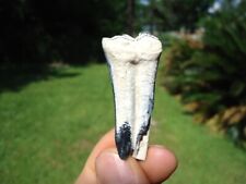 QUALITY BONE VALLEY THREE TOED HORSE TOOTH FLORIDA FOSSILS ICE AGE EXTINCT TEETH picture