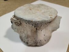 Huge Rare Fossil Sperm Whale Vertebrae With Pathological Deformity picture