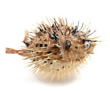 Dried Puffer Porcupine Real Fish Blowfish 5