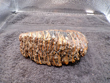 Genuine  Juvenilt Mammoth Tooth Molar - Almost Complete picture