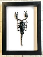 The Giant Asian Forest Scorpion (Heterometrus spinifer) Deep Box Frame Display picture