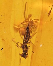 Spider attacking a Wasp, Fossil Inclusion in Burmese Amber picture