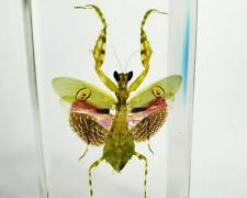 Flower Mantis In Resin, Beautiful Insect In Resin, Oddities, Creobroter Gemmatus picture