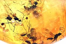 5x Winged Aculeata, Formicidae (Ant), Fossil Inclusion in Dominican Amber picture