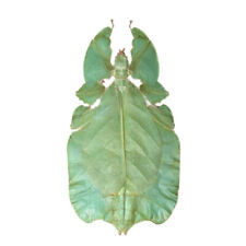 Phyllium pulchrifolium green leaf bug female Indonesia picture