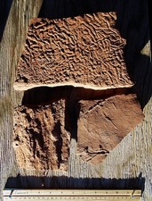 Portion of flat root, centipede trackway and large slab sedimentized algae picture