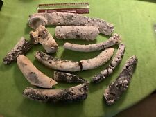 Large Lot Fully Fossilized Whale and Large Dugong Ribs Encrusted FOSSIL Florida picture