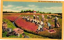 Vintage Postcard- HARVESTING CRANBERRIES, CAPE COD, MA. picture