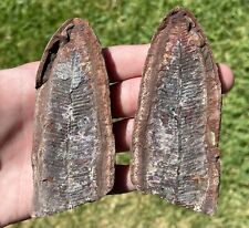 Illinois Fossil Fern Pair Mazon Creek Fossil Plant Leaves Tree Wood picture