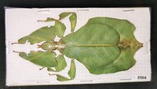 Phyllidae Phyllium pulchrifolium A1 from JAVA Pack of 10pcs- #0566-10 picture