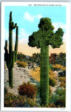 Postcard - Two Species of Giant Cactus picture