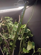 Malayan walking stick specimen X25 ova (P. serratipes) picture