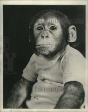 1953 Press Photo Chimpanzee J. Fred Muggs, mascot of the Today Show - mjx68349 picture
