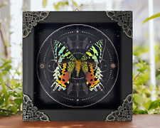 Real Sunset Moth Urania Ripheus Frame Dried Taxidermy Insect Butterfly Astromomy picture