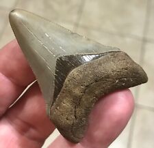 AWESOMELY RARER CHUBUTENSIS - B.VALLEY - 2.48” x 1.65” Shark Tooth Fossil picture