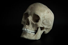 Human female Skull -life sized adult -quality replica -FREE world wide shipping picture