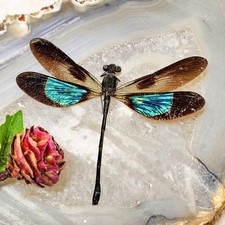 2 sided dragonfly Green/bluish  & purple specimen Entomology curiosity gift picture