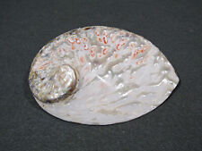 Polished White Abalone Midas Seashell Haliotis Midas 5.5 in. Iridescent Shell picture