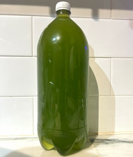 Live Green Water Algae Culture 2Liters/67.6oz picture