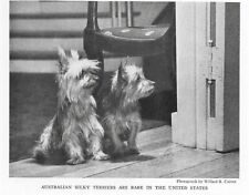 Australian Silky Terrier - CUSTOM MATTED - 1936 Dog Art 