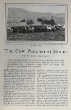1902 Cowboys Ranching Driving Cattle Illustrated picture