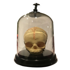 Human Baby Fetal Skull Specimen Fetus Halloween Prop American Horror Oddity Rare picture