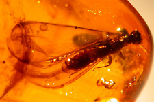 Superb Large Winged Termite with All 4 Wings in Dominican Amber Fossil Gemstone picture