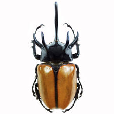 Eupatorus gracilicornis beetle Thailand unmounted E2 picture