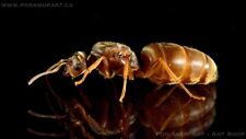 Lasius Brevicornis-Queen ant with eggs-feeder insect for reptiles picture