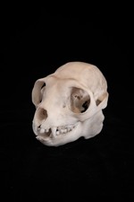 Sifaka Lemur Skull Replica Life Size Primate Anatomy Premium Resin AUS Made picture