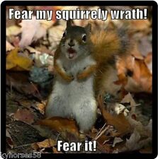 Funny Squirrel Humor Fear My Squirrely Wrath Refrigerator Magnet   picture