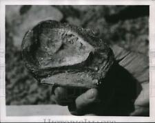1948 Press Photo Hand Holding Petrified Oyster Shell Filled w/ Quartz Crystals picture