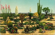 Scenic Southwest United States Desert Vegetation Plantlife DB Postcard picture