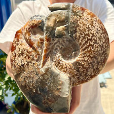 5.1LB Natural Beautiful Ammonite Fossil Conch Crystal Specimen Healing picture
