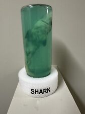 Real Shark in a Bottle Jar, Marine Specimen Taxidermy, Fishing, Jaws picture