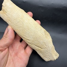 MEGALODON ERA CETACEAN BONE PREDATION MARKS RARE FOSSIL BONE picture