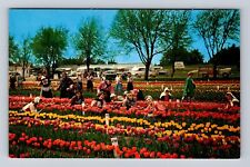 Holland MI-Michigan, Sweethearts at Nelis Tulip Farm, Antique Vintage Postcard picture