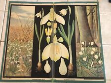 Original botanical vintage school chart of Snowflake and Snowdrops , Zejbrlík   picture