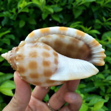 7-8cm Large Natural Conch Sea Shells Rare Clam Fish Tank Aquarium DIY Decoration picture