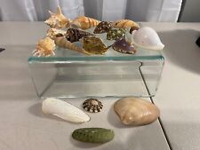 Lot Containing 16 Assorted Shells and a Small Dry Puffer Fish picture