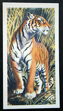 BENGAL TIGER   Original Vintage Colour Card  ### VGC picture